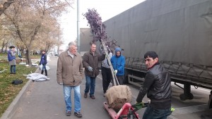 Глава муниципального округа Борис Абрамов-Бубненков помогает транспортировать дерево