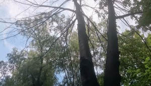 Сухие деревья на Кировоградской улице 