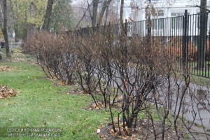 На территории района Чертаново Северное высадят новые деревья и кустарники