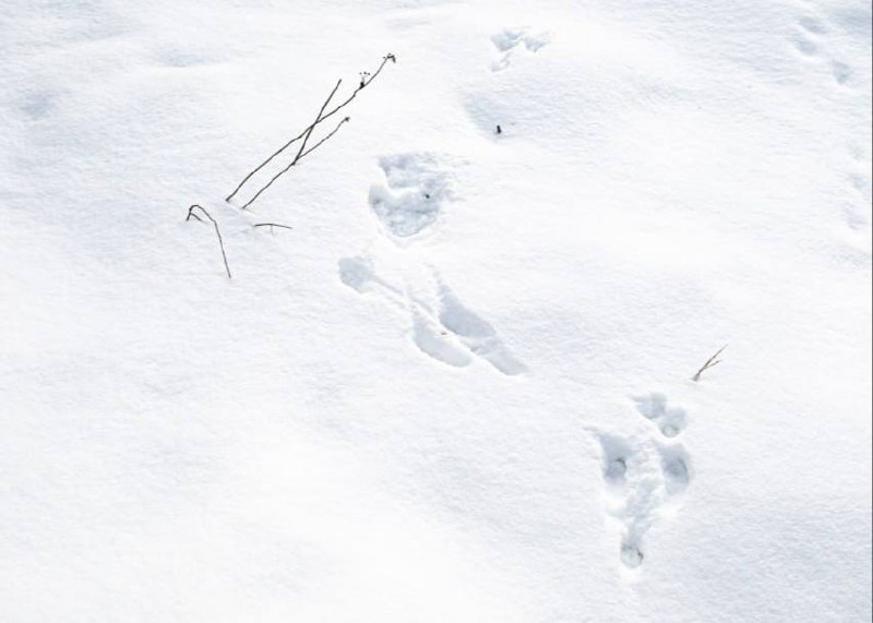  Следы животных нашли в Битцевском лесу. Фото предоставил Департамент природопользования и охраны окружающей среды города Москвы  