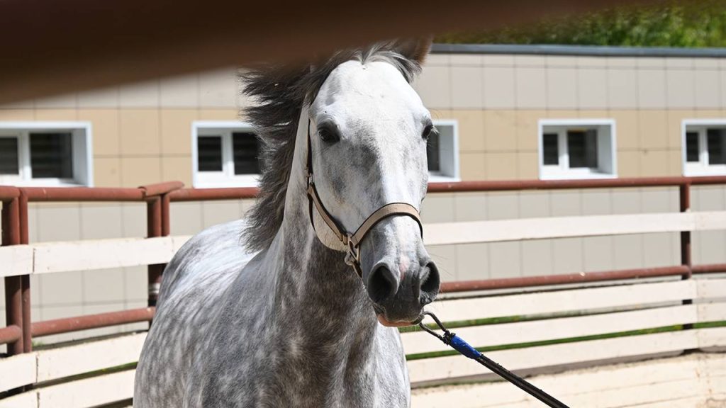 Спортсменка завоевала Кубок России по троеборью в КСК «Битца». Фото: Мария Хапцова, «Вечерняя Москва»