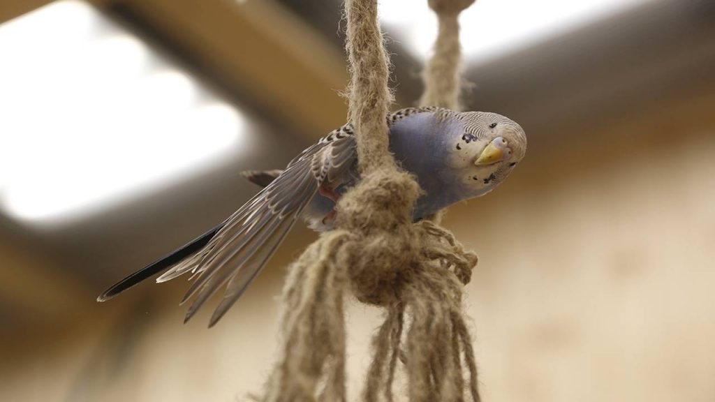 День домашних питомцев провели в школе №1158. Фото: Наталья Шатохина, «Вечерняя Москва»