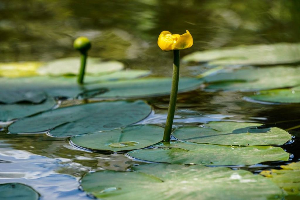 Реабилитация Малого Чертановского пруда стартовала в Чертанове Северном. Фото: Telegram-канал Комплекса городского хозяйства города Москвы