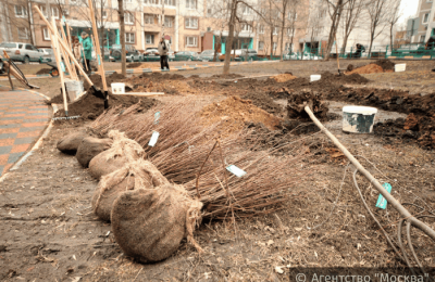В районе Чертаново Северное пройдет озеленение в рамках городской программы «Миллион деревьев»