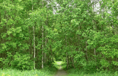 На фото Битцевский лес