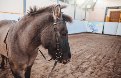 В секции иппотерапии детей лечат с помощью лошадей