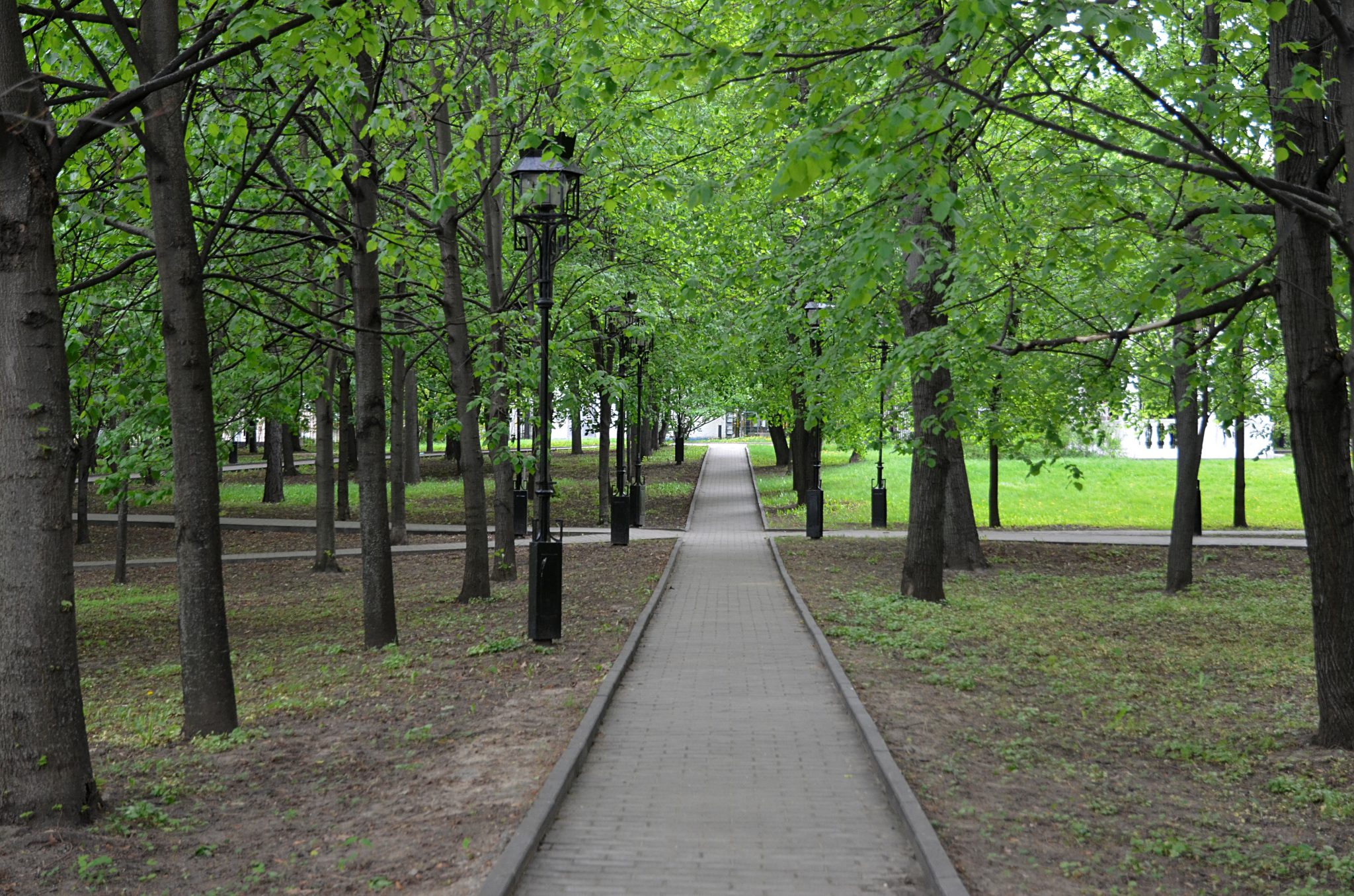 деревья парков москвы