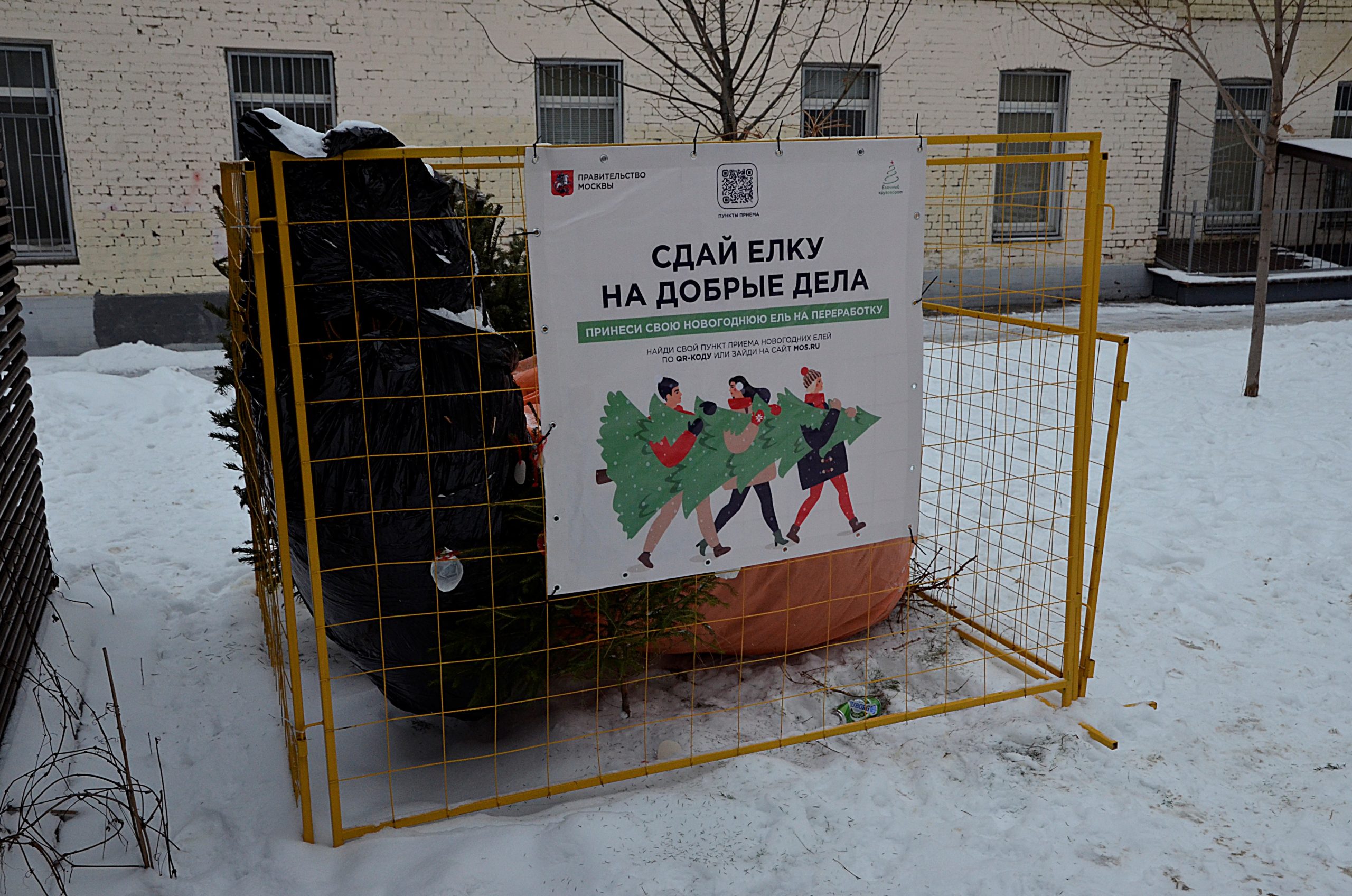 Сдать новогодние елки на переработку можно до 25 февраля. Фото: Анна Быкова, «Вечерняя Москва»