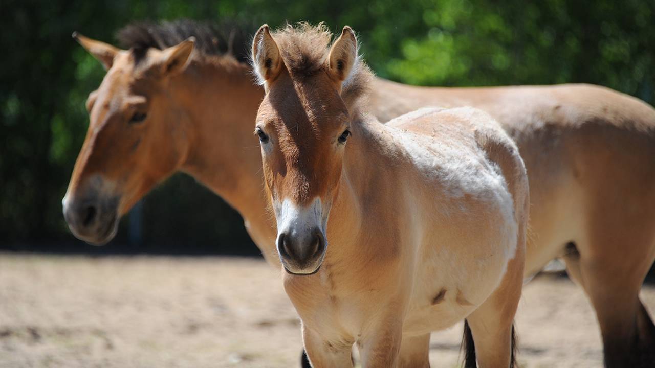 Первый день соревнований по джигитовке и конкуру прошел в КСК «Битца». Фото: Фото: Светлана Колоскова, «Вечерняя Москва»