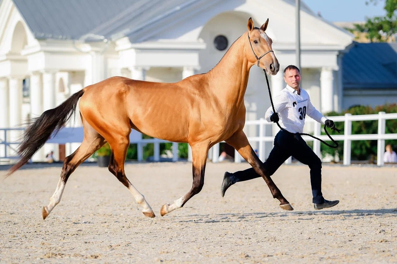 Племенной чемпионат пройдет в КСК «Битца». Фото: официальная страница Конноспортивного комплекса «Битца» в социальных сетях