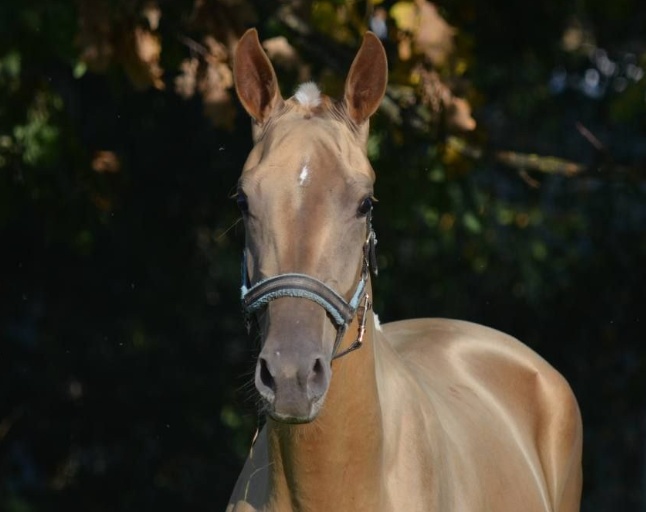 Чемпионат лошадей чистокровной ахалтекинской породы пройдет в КСК «Битца». Фото: официальная страница Конноспортивного комплекса «Битца» в социальных сетях